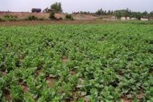 Malabar-spinach-farm