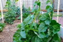 Malabar spinach plant