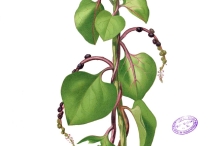 Plant illustration of Malabar spinach