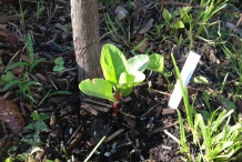 Seedlings of Malabar spinach