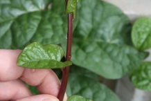 Stem of Malabar spinach