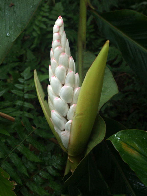 Flowering-buds-of-Malacca-Ginger
