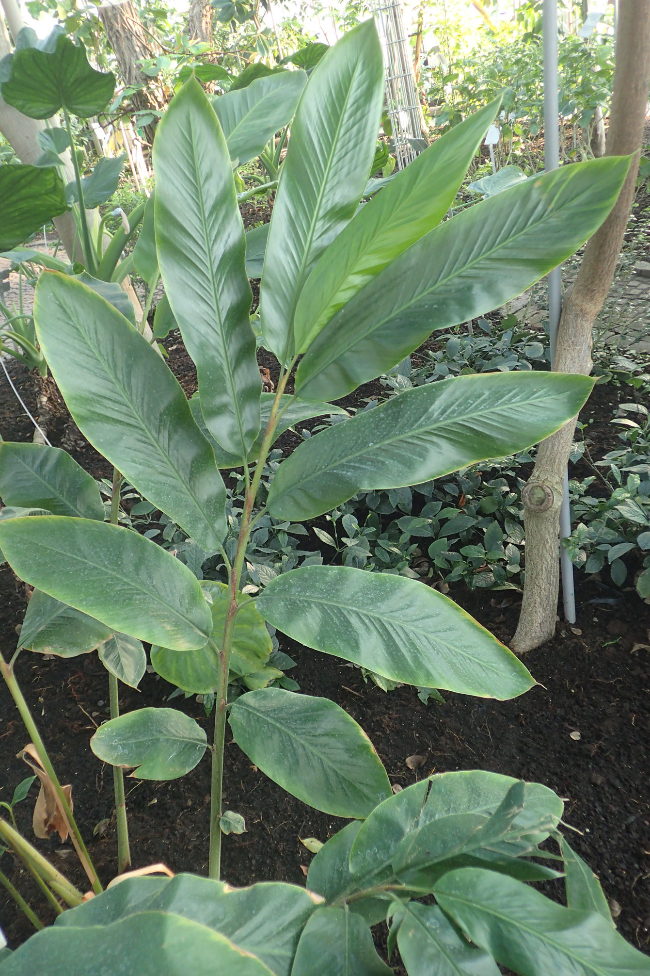 Leaves-of-Malacca-Ginger