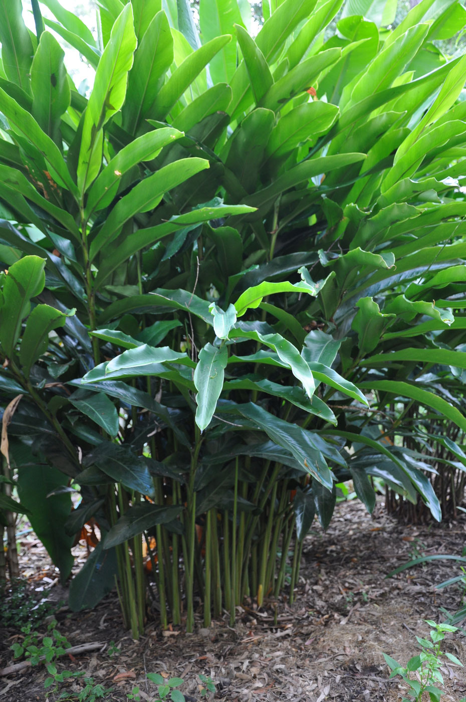 Malacca-Ginger-Plant