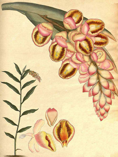 Plant-illustration-of-Malacca-Ginger