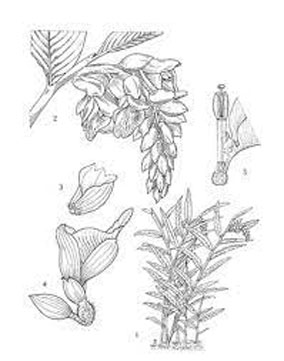 Sketch-of-Malacca-Ginger