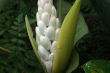 Flowering-buds-of-Malacca-Ginger