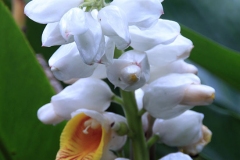 Flowers-of-Malacca-Ginger
