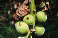 Immature-fruits-of-Malacca-Ginger