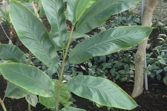 Leaves-of-Malacca-Ginger