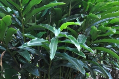 Malacca-Ginger-Plant