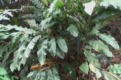 Malacca-Ginger-plant-growing-wild