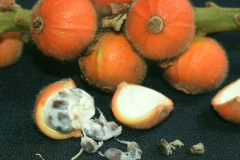 Mature-fruits-of-Malacca-Ginger