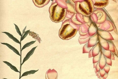 Plant-illustration-of-Malacca-Ginger