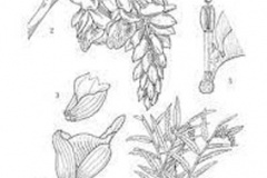 Sketch-of-Malacca-Ginger