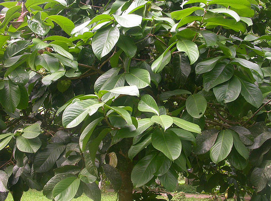 Leaves-of-Malay-Apple