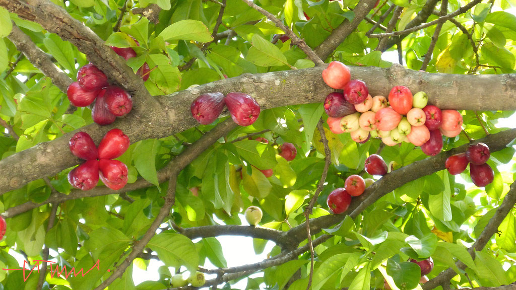 Malay-Apple-Tree