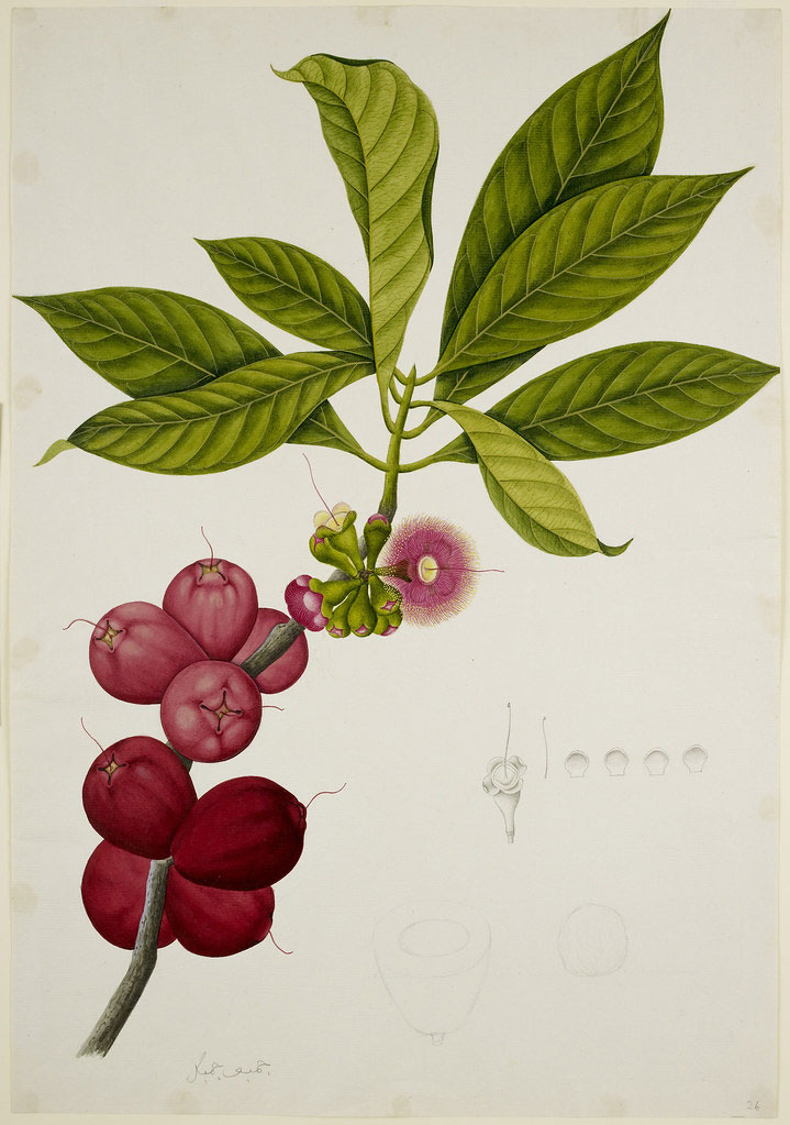 Plant-Illustration-of-Malay-Apple