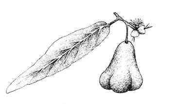 Sketch-of-malay-Apple