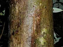Bark-of-Malay-Apple
