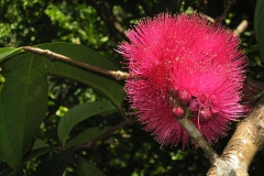 Flower-of-Malay-Apple