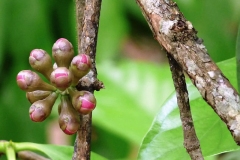 Flowering-buds-of-Malay-Apple