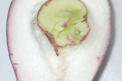 Half-cut-Malay-Apple