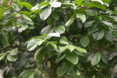 Leaves-of-Malay-Apple