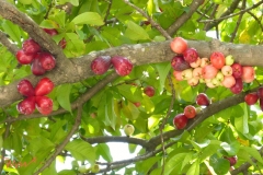 Malay-Apple-Tree