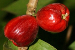 Mature-Malay-Apple-on-the-tree