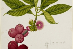 Plant-Illustration-of-Malay-Apple