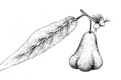 Sketch-of-malay-Apple