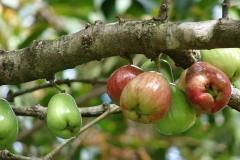 Unripe-fruits-of-Malay-Apple