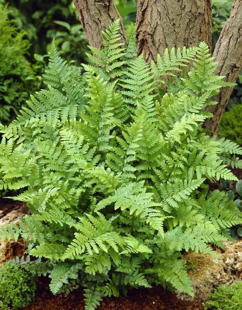 Male-Fern-plant