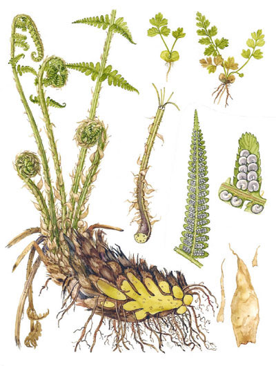 Plant-illustration-of-Male-Fern