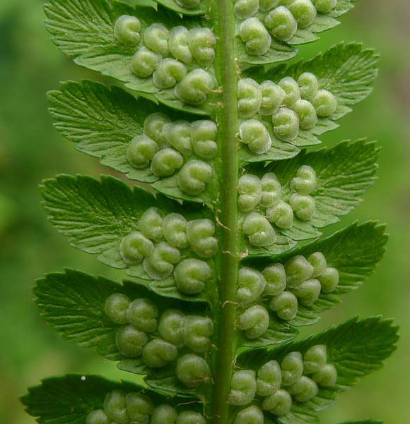 Sori-under-the-Male-Fern-leaf