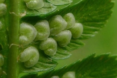 Closer-view-of-Sori-of-Male-Fern