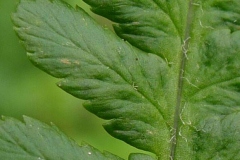 Closer-view-of-leaves-of-Male-Fern