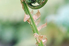 Fiddlehead-of-Male-Fern
