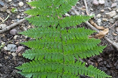 Leaf-of-Male-Fern