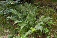 Male-Fern-Plant-growing-wild