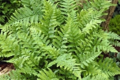 Male-Fern-plant