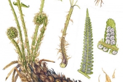 Plant-illustration-of-Male-Fern