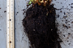 Root-of-Male-Fern