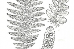 Sketch-of-Male-Fern