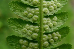 Sori-under-the-Male-Fern-leaf