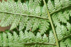 Ventral-view-of-leaves-of-Male-Fern