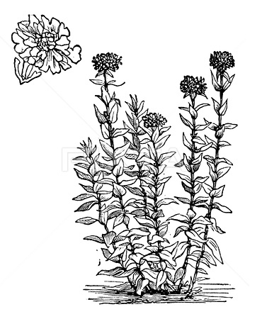Plant-Illustration-of-Maltese-Cross
