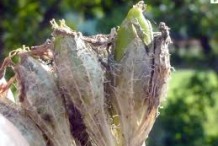 Closer-view-of-immature-fruit-of-Maltese-Cross