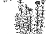 Plant-Illustration-of-Maltese-Cross